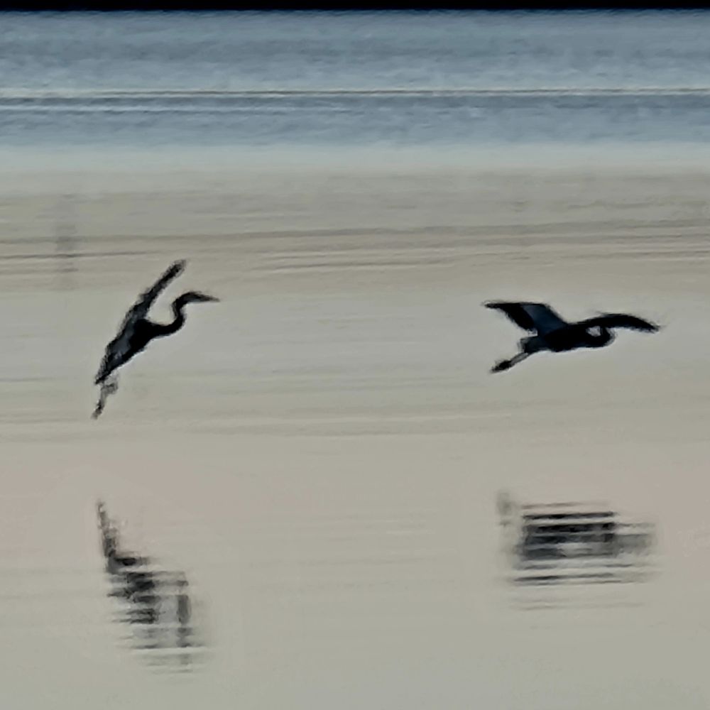 The approaching heron begins to land, wings up anc feet extended, and the heron started into flight spreads it's wings and pulls up it's feet.
