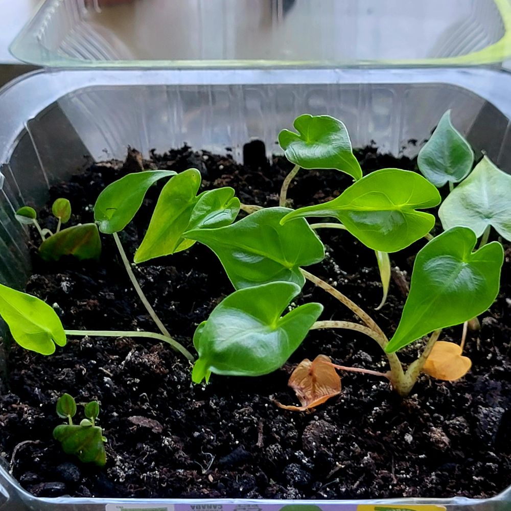 The three original baby Alocasia Stingrays are doing nicely. I had one growing in another pot, months older, that never grew more than one leaf. I moved it to the lettuce container green house with the others, and now it's almost caught up to the others in growth, with three little leaves, compared to the four leaves on each of the others.

Alocasia Stingray plants usually hold 3 to 6 leaves at a time. The three original lettuce container plants all have a fifth leaf emerging and the first leaf dying off. The two plants in the foreground have each a small withered, yellow leaf flopped on the soil at the plants base.

These plants also have cool leaf stalks which are light green with purple splotches. While all four plants display this to some degree, it is most noticeable in the front plant, which is also the largest.

At the far left of the lettuce container are two Pepperomia Rosso leaves set into the soil, with several tiny new leaves emerging from behind each. This is all that I have left from the beautiful mother plant that died in my care. I did manage to send a little pot of Rosso babies to another plant person in my community before I completely lost the mother plant, which are doing nicely in their new home.