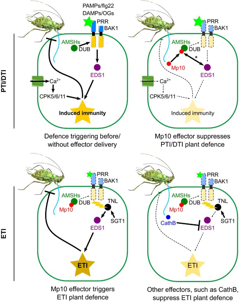 Model: Activation and suppression of defences in plant–aphid interactions. Upper left panel: aphid stylet penetration of the cell wall releases oligogalacturonides (OGs), which induce PAMP/DAMP-triggered immunity (PTI/DTI) in a process dependent on BRASSINOSTEROID INSENSITIVE 1-ASSOCIATED RECEPTOR KINASE 1 (BAK1), ENHANCED DISEASE SUSCEPTIBILITY 1 (EDS1), and CPK5/6/11 (data herein). The stabilisation of pattern recognition receptors (PRRs) and coreceptors at the plasma membrane may rely on the deubiquitination (DUB) activity of ASSOCIATED MOLECULE WITH THE SH3 DOMAIN OF STAM (AMSHs; Gravino et al., 2024). Upper right panel: the Mp10 effector, introduced by aphids into the cell cytoplasm (Mugford et al., 2016), suppresses OG-induced reactive oxygen species (ROS) (data herein) and flg22-induced PTI (Bos et al., 2010). Mp10 targeting of plant AMSHs is implicated in these processes (Gravino et al., 2024). EDS1 is essential for Mp10-mediated ROS suppression and PRR destabilisation (data herein), acting through an unidentified mechanism (denoted by the double-sided arrow with an asterisk). Lower left panel: effector-triggered immunity (ETI) is activated through EDS1, either directly or indirectly, upon recognition of Mp10 and/or its activities by a TNL (Gravino et al., 2024; Rao et al., 2024). Salicylic acid glucosyltransferase 1 (SGT1) is also required for TNL/ETI activation (Bos et al., 2010). Lower right panel: aphids secrete additional effectors, such as cathepsin B proteins (e.g. CathB6), which target EDS1 to suppress ETI (Liu et al., 2025). Solid arrows, increased activation; solid blunt-ended arrows, increased suppression; Dashed arrows, reduced activation; Dashed -blunt-ended arrows, reduced suppression.