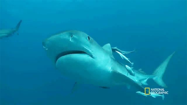 a shark is swimming in the ocean with a national geographic logo on the bottom