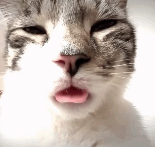 a close up of a cat with its tongue hanging out