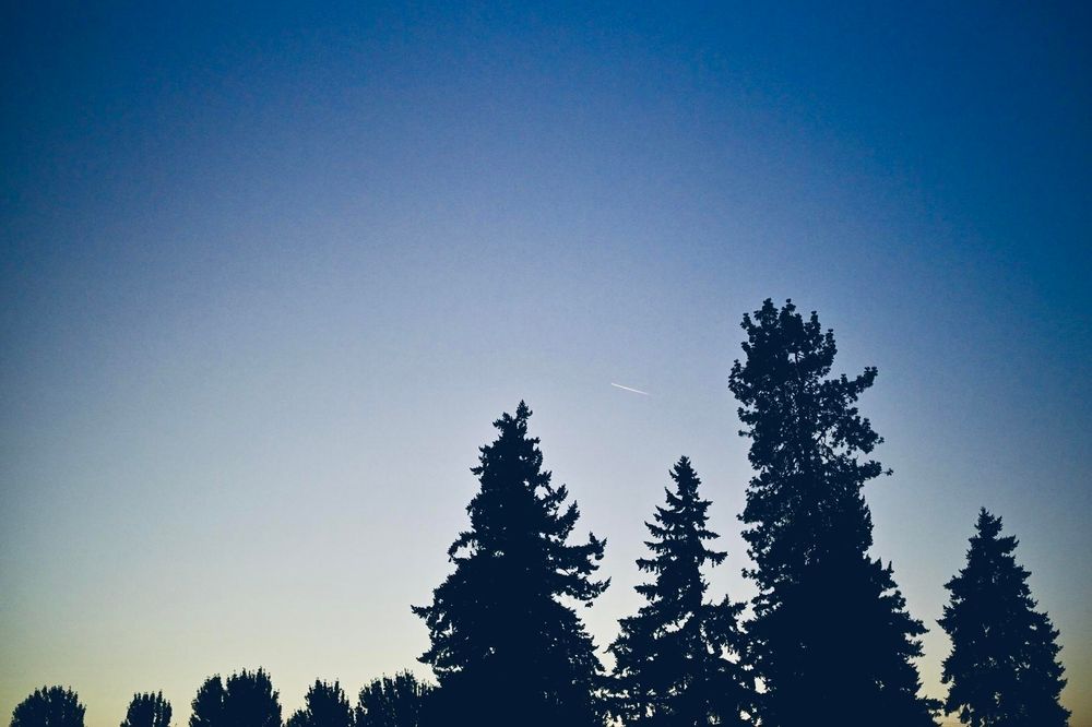 Silhouetted evergreen trees stand against a twilight sky with a faint trail of an airplane overhead.