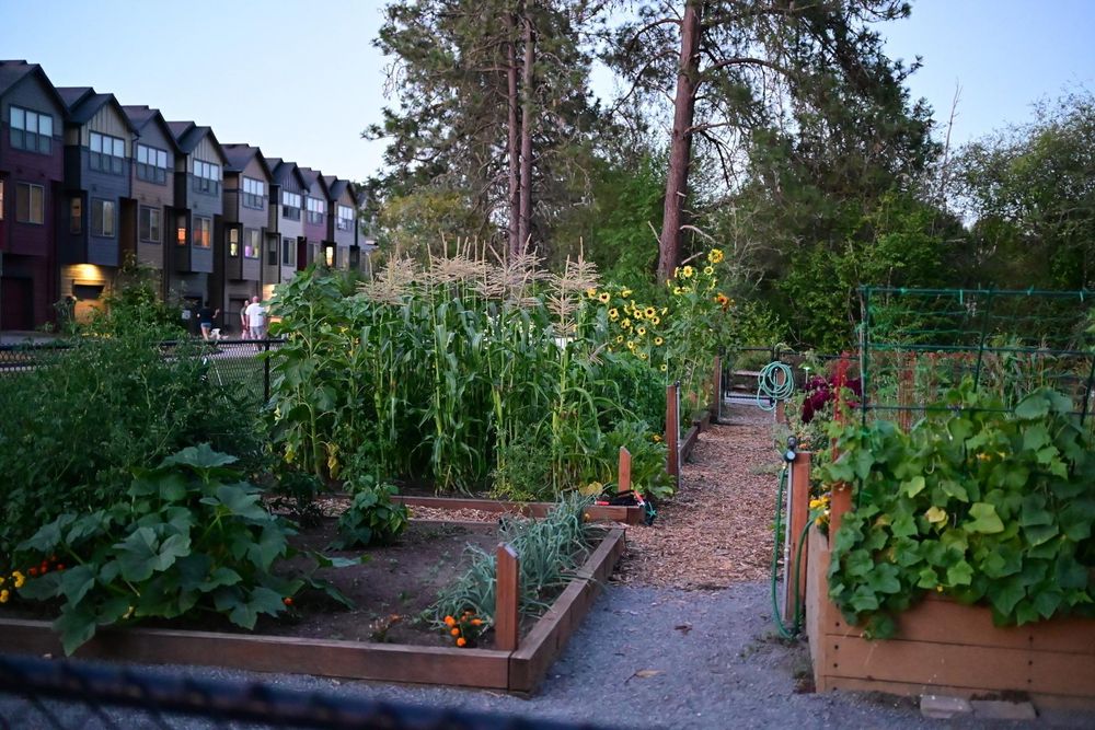 A lush community garden with various plants and flowers grows alongside a row of townhouses.