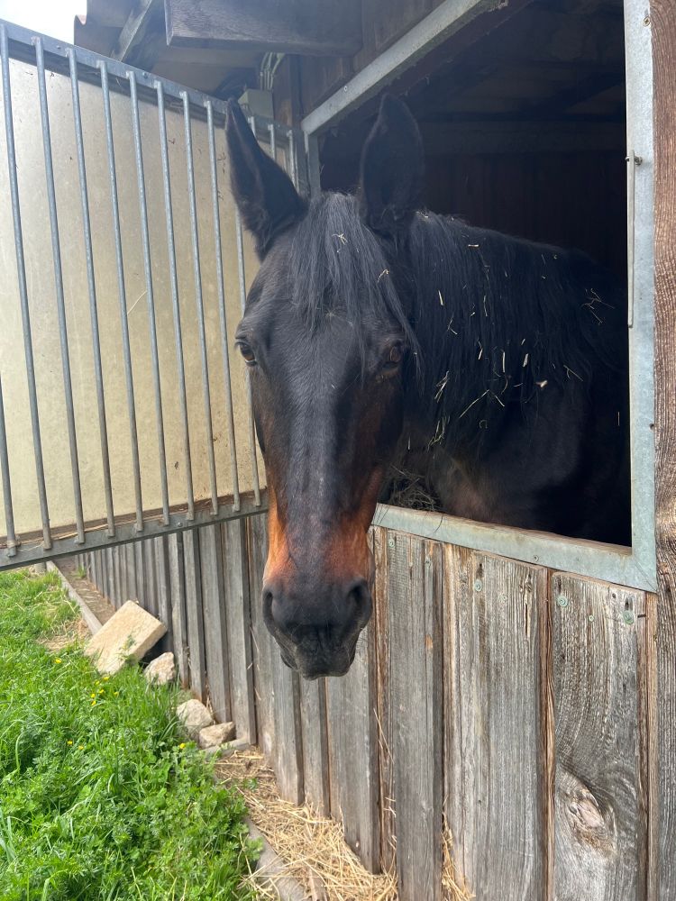 Braunes Pferd schaut mit aufgestellten Ohren aus einem offenen Stallfenster.