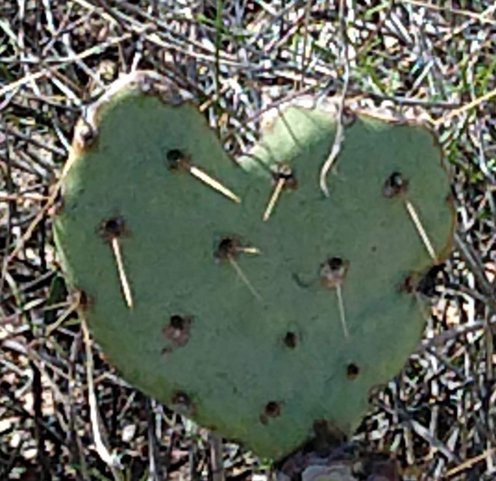 Photo of a heart shaped prickly pear cactus paddle