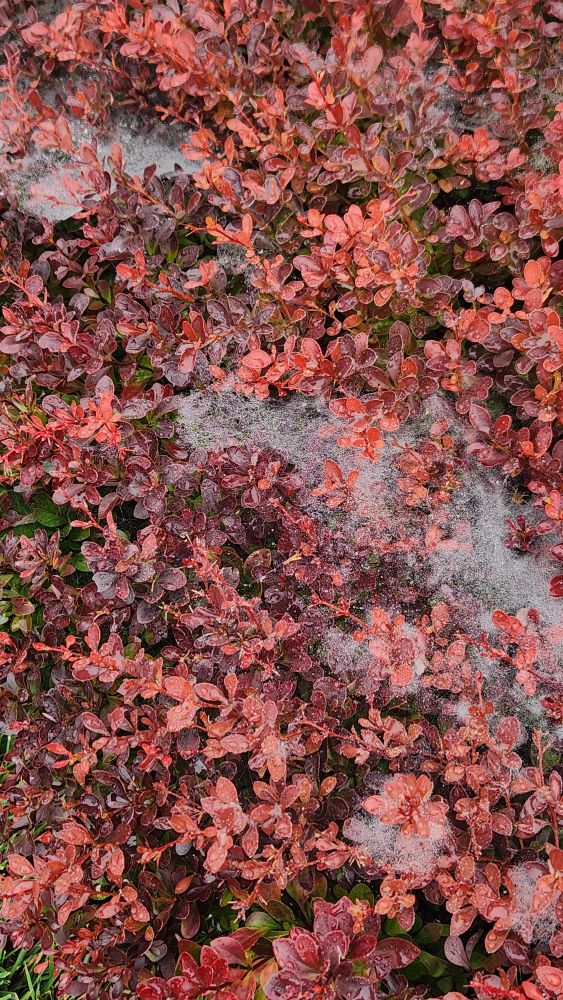 Wet spider webs on a red bush(?) 