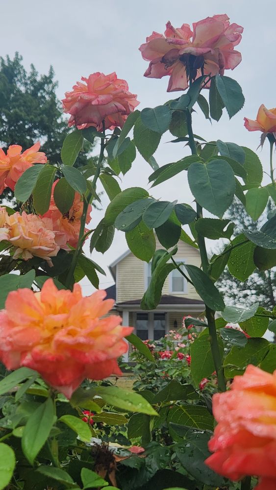 orange / peachy roses