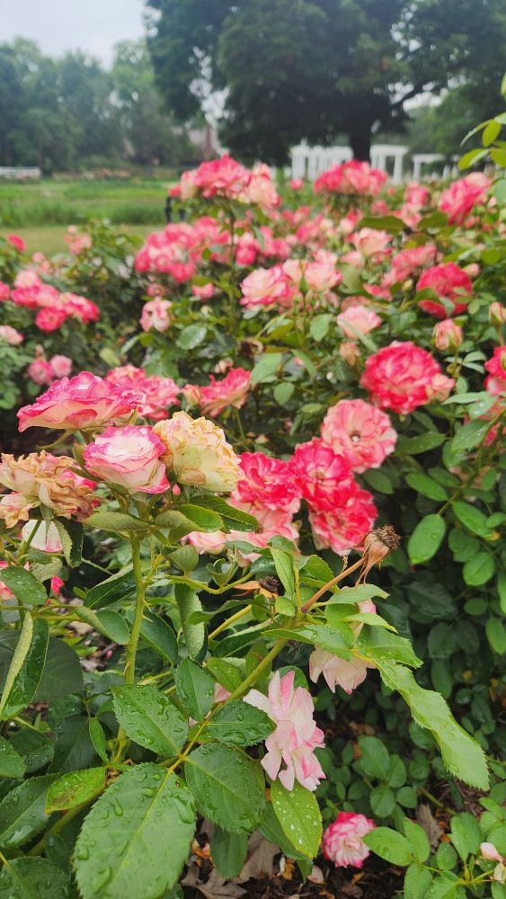 More pink / yellow roses. 