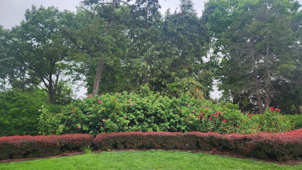 Assorted roses with surrounding bushes in front, tall trees in the background