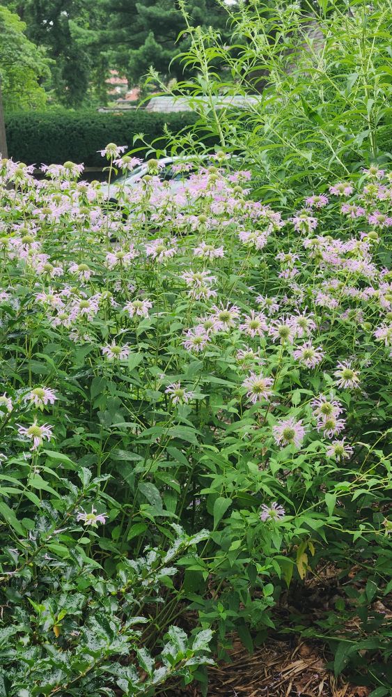 light purple long flowers. 