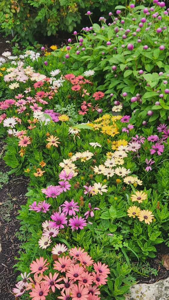 Assorted pink, white, purple, and yellow flowers. Unbloomed florals in the back. 