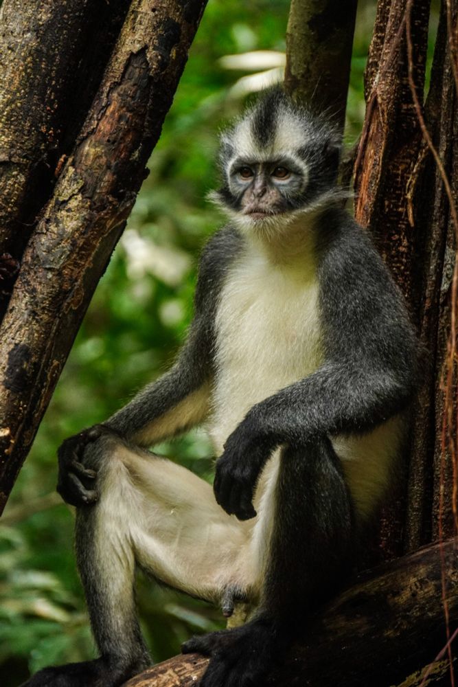 A thomas langur which has black back and white chest is sitting on the tree observing human food