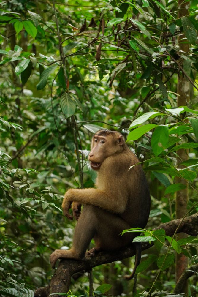 Pig tailed macaque looking back at humans in Sumatra
