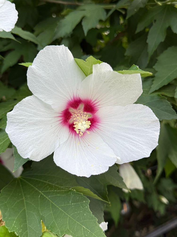 Close up of a white hibiscus bloom with a bright fuchsia center.
