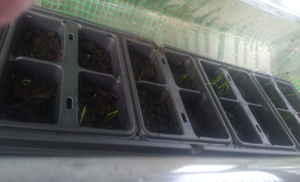Slight longer and more chive sprouts! Still in the propagator and still in the tiny grow house, also not for much longer (hopefully)!