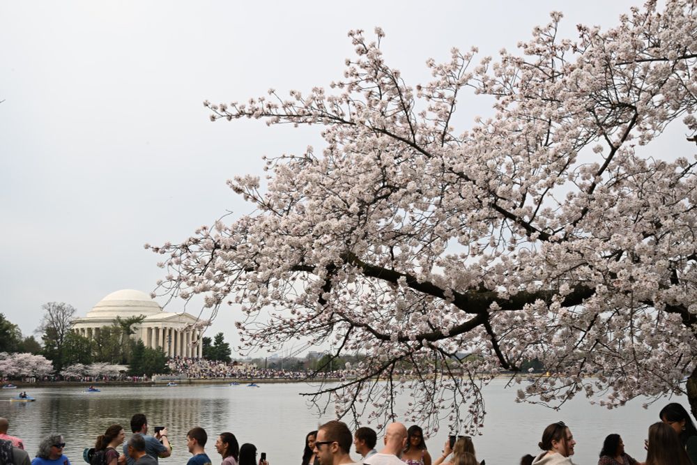 Jefferson Memorial with a blooming cherry tree to the right.