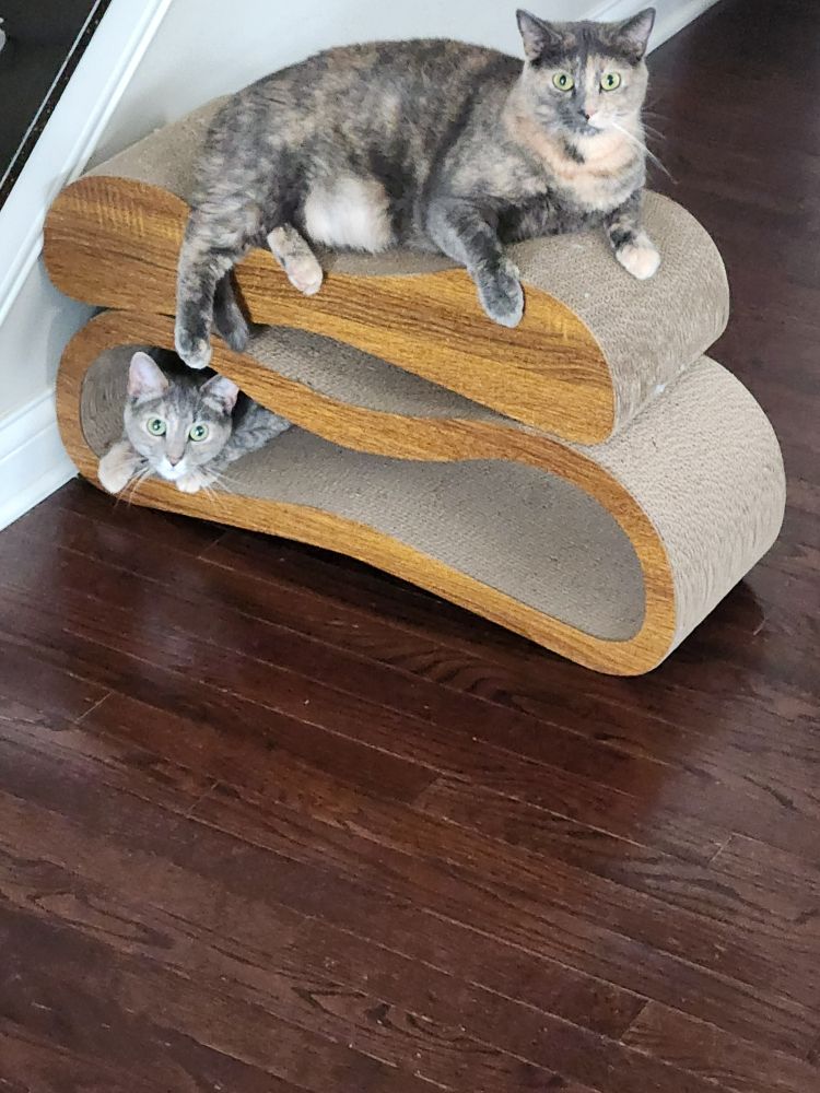 2 cats on their scratching platform