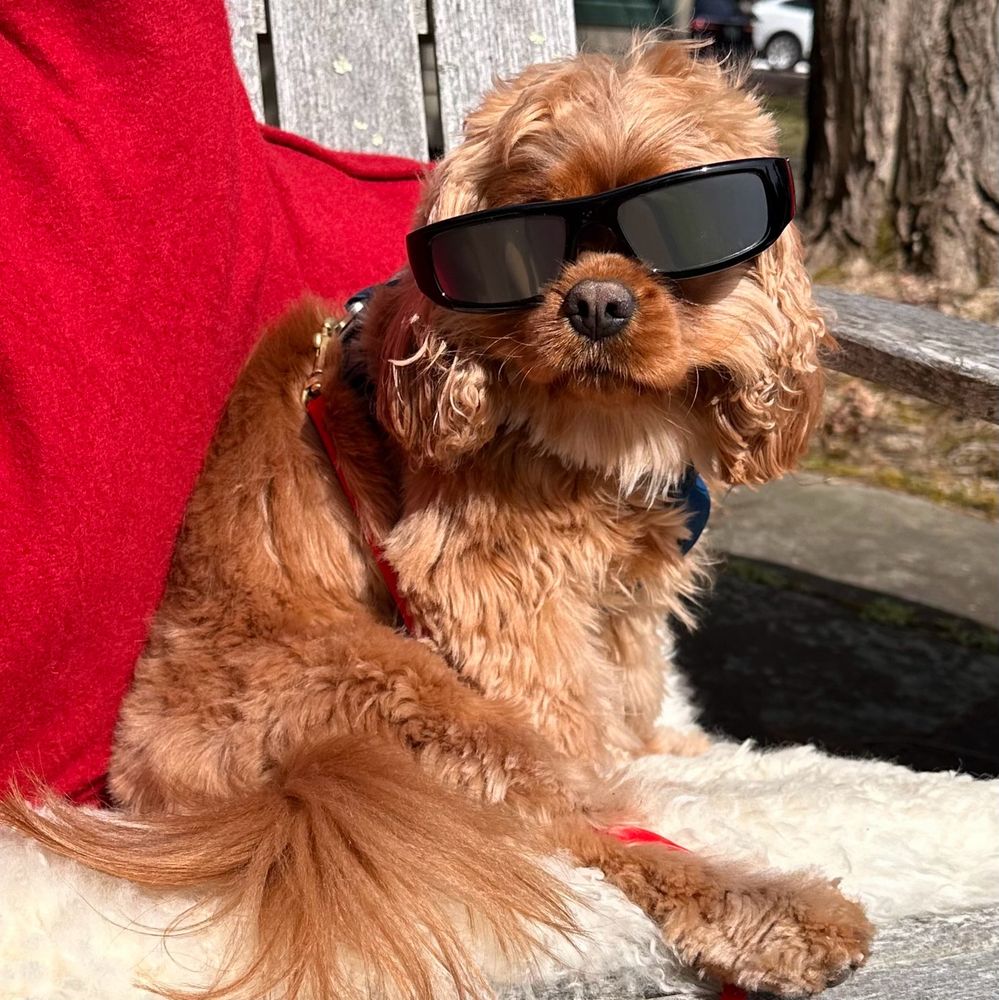 Small dog in big solar eclipse glasses
