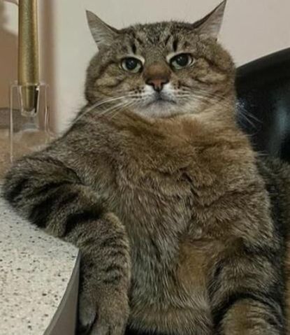 Cat sitting by wine 