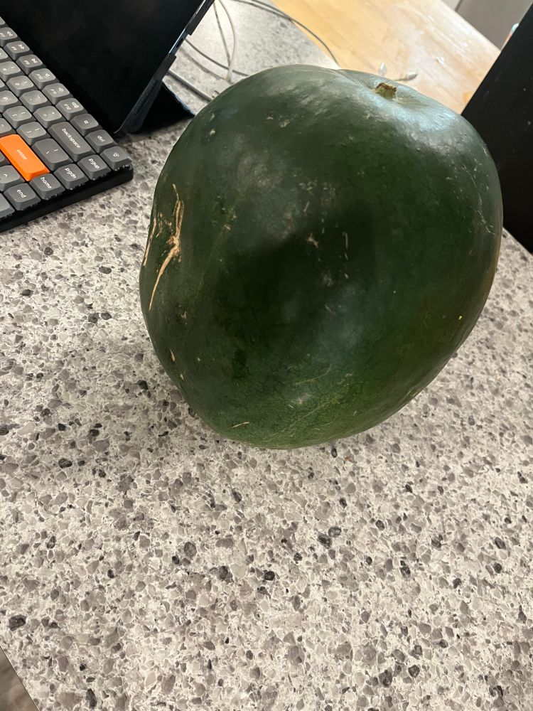 Watermelon about the size of an American football but like more like rounds and shit. 