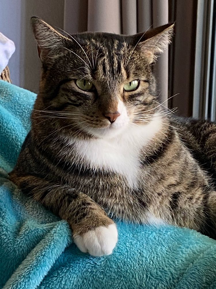 A brown and black tabby stares into your soul with his beautiful green eyes, his white mittens in full view.