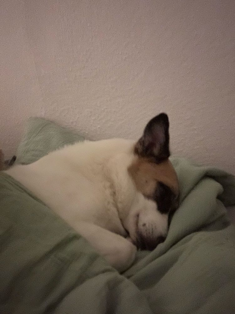 Mücki pennt im Bett 