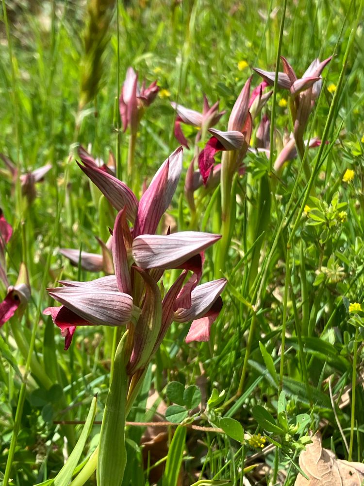 A group of long-lipped serapias. The flowers are hooded by striped pink petals, with a red tongue hanging out below.