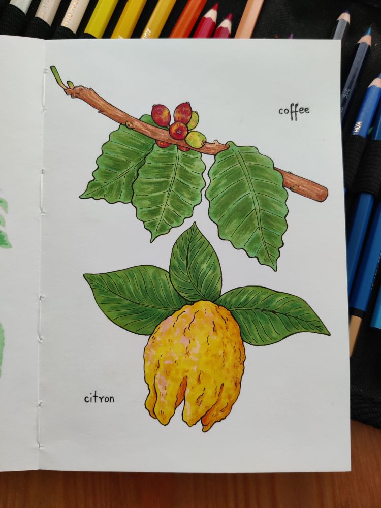 Pen, marker and coloured pencil drawings of a coffee plant branch and a citron.