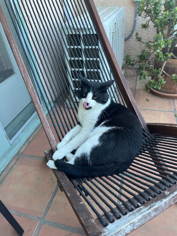 A gorgeous tuxedo cat licks his nose as he sits comfortably in a front porch chair 