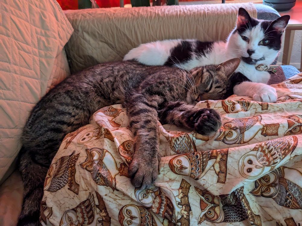 Two cats on a couch. White & black cat is looking at camera.  Tabby is nestled into her, asleep.