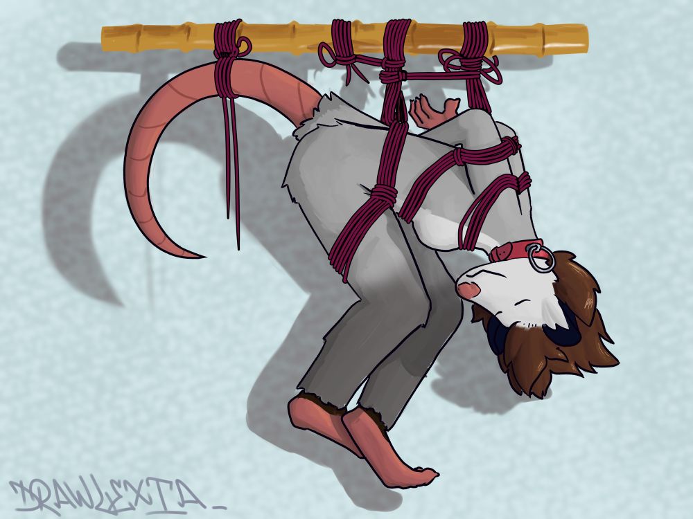 Virginia opossum girl fursona in rope bondage and suspended horizontally from a pole. Its arms are bound behind its back, and its tail is tied to the same pole. Its brown hair is hanging down and it’s wearing a red collar
