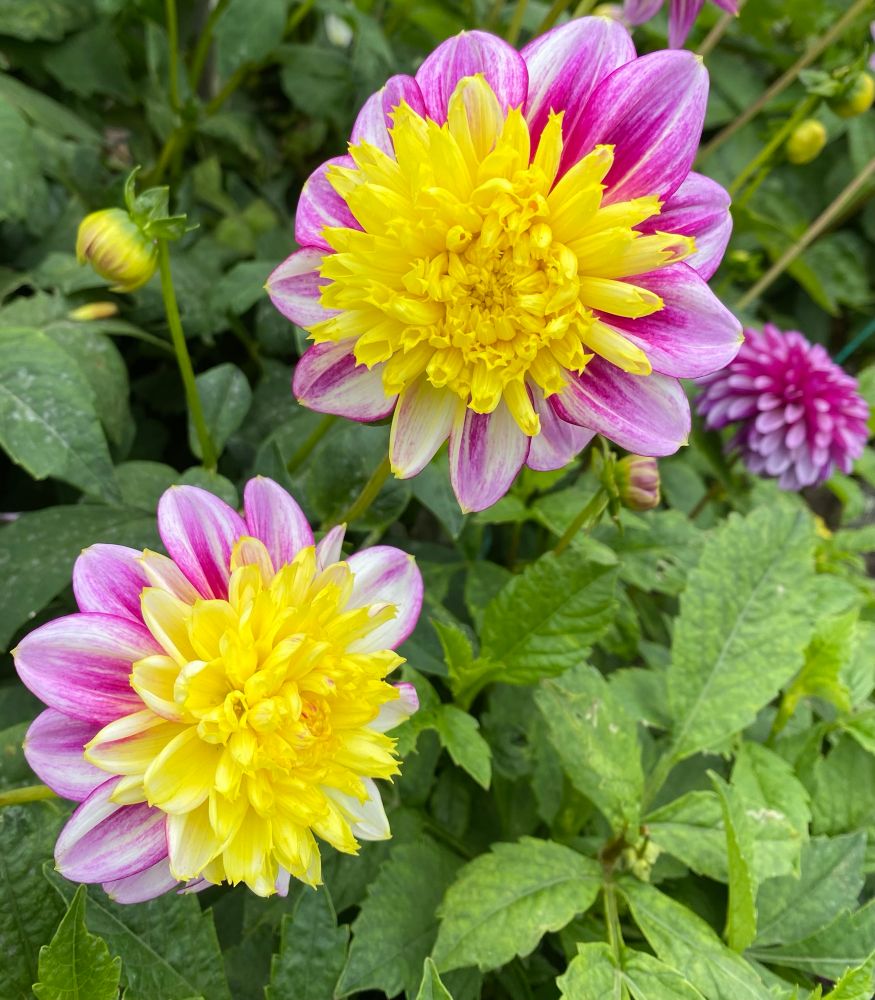 Two large dahlia flowers with pink petals around a yellow-petaled center. Green foliage around the flowers. One pink dahlia to the right in the background. 