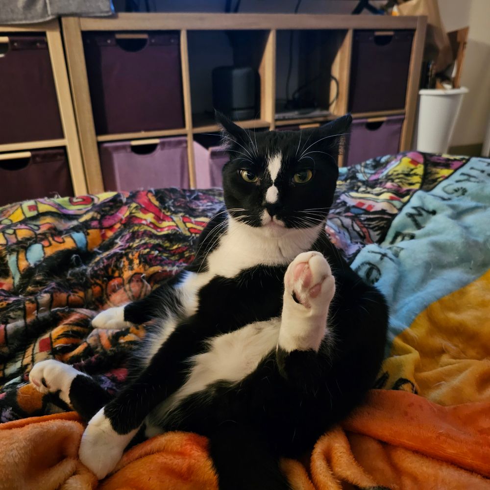 Black and white kitty. His name is Spot. He is black with a white chest & belly, white hands and feets, a Billy Idol white lip sneer and a perfect white hourglass on his snoot. His facial expression is pure evil. His body position is very undignified. 