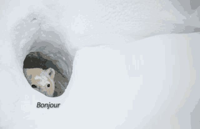 Bonjour bear 