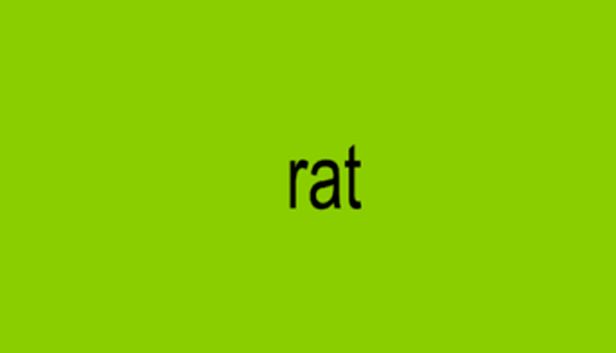 rat