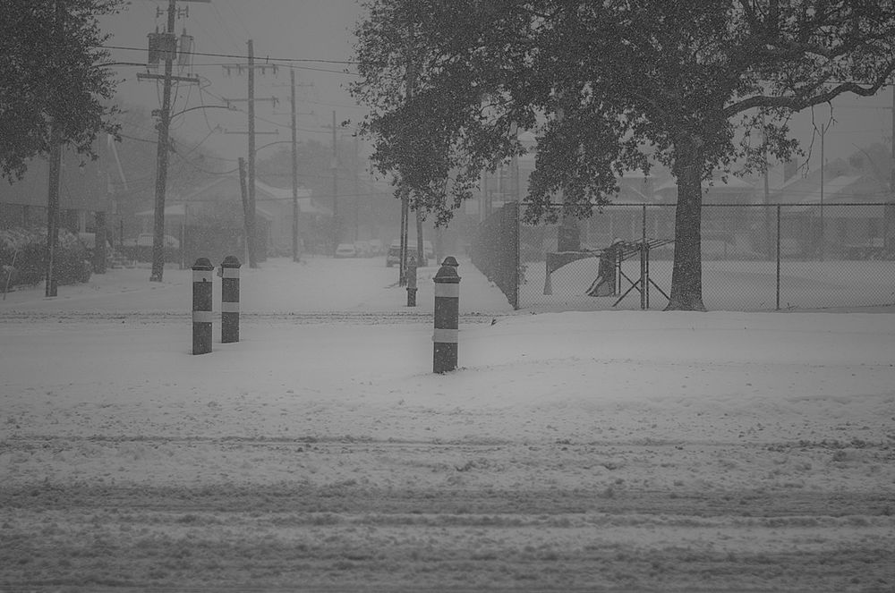 A photograph across Canal Street in New Orleans in the snow. There are streetcar track bollards, and the road surface is slushly. In the background there are oak and palm trees with snow on their branches and leaves.