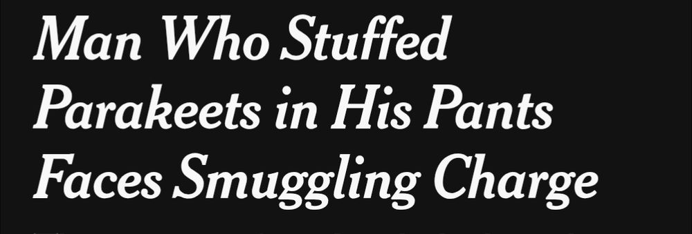 A headline that reads "Man who stuffed parakeets in his pants faces smuggling charge"