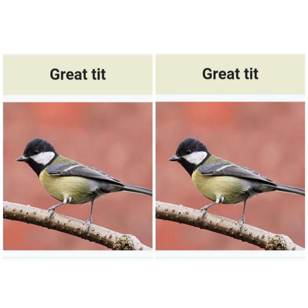 two pictures of the same bird. each photo is captioned "great tit," naming the type of bird it is