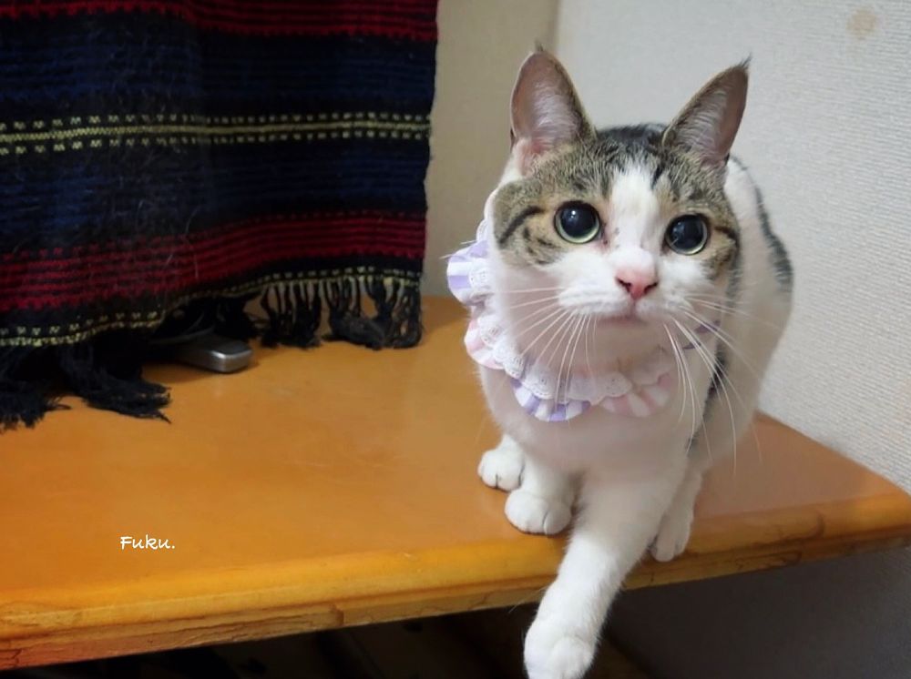 Have a good evening.cat