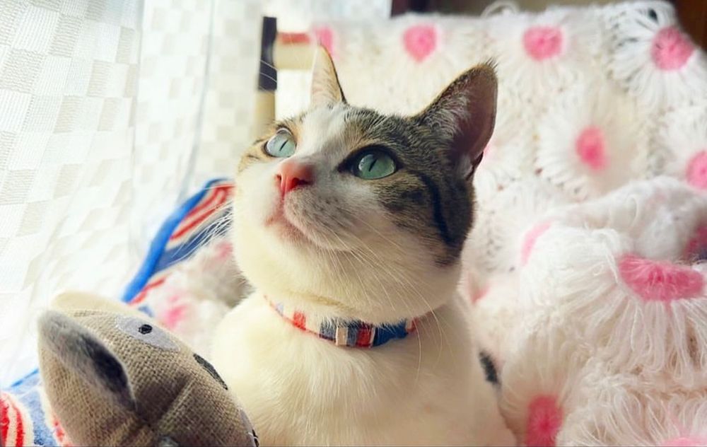 猫部　cat