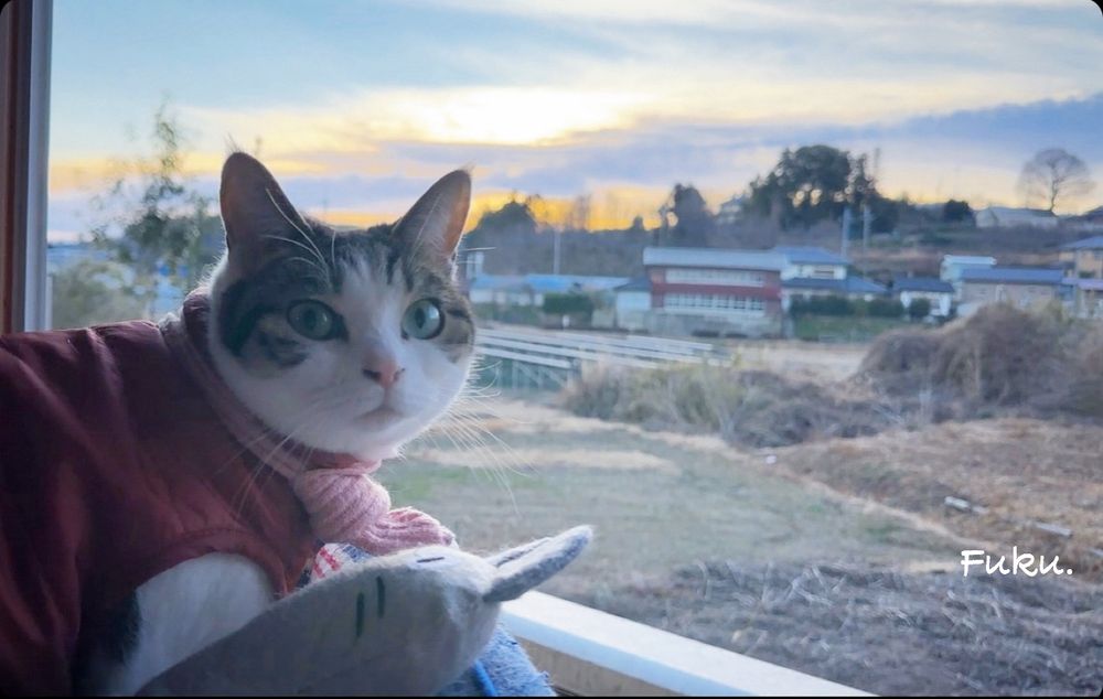 Cat 猫部