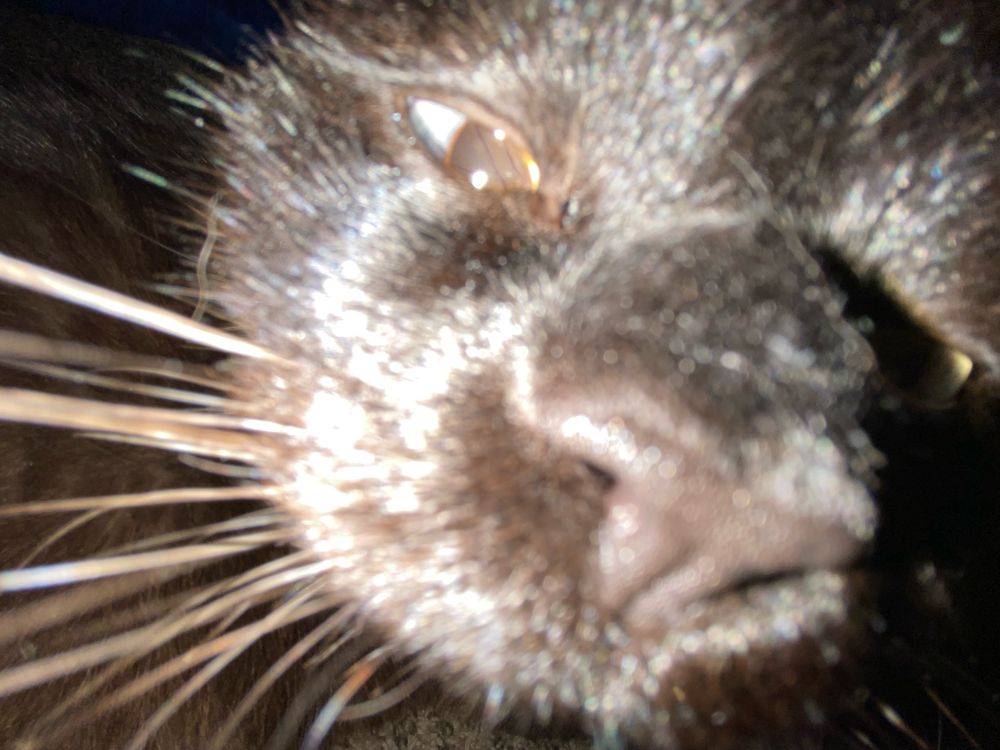 A closeup, wide-angle picture of a siamese cat, taken in such close proximity that his nose has been distorted to seem larger than usual. The image itself is blown out due to accidentally having flash on at the time of taking.