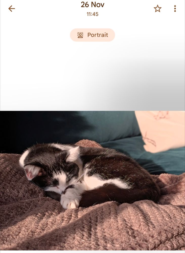 Cat in the sun at 11.45, now on a rug on the sofa behind me