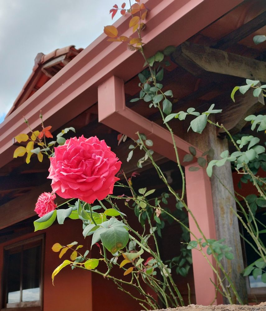 Uma rosa vermelha em uma roseira, com uma casa de marrom avermelhada no fundo.