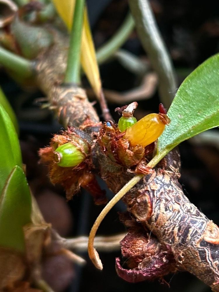 Unripened (green) and under-ripened (light orange) berries set directly in the stem of Myrmephytum selebicum plant.