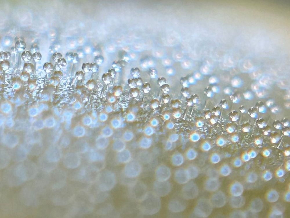 Closeup of the glandular hairs. Each drop of mucilage catches the light and sparkles.