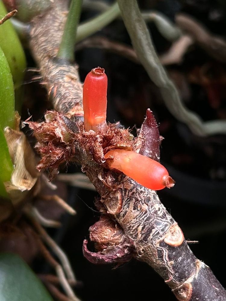 Ripe, deep orange berries of Myrmephytum selebicum. Light tan seeds can be seen through the thin skin near the base of each fruit.