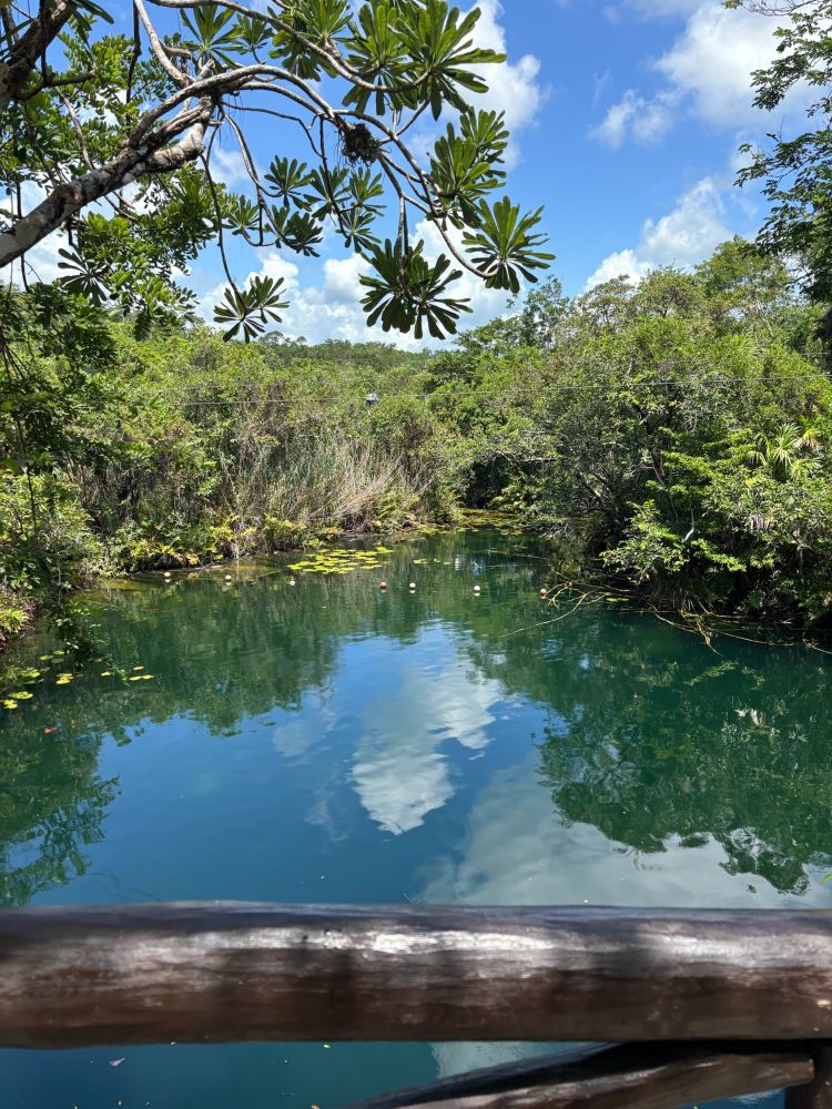 Sparking blue waterhole with jungle background - one of many Mayan cenotes in the Tulum region of Southern Mexico. 