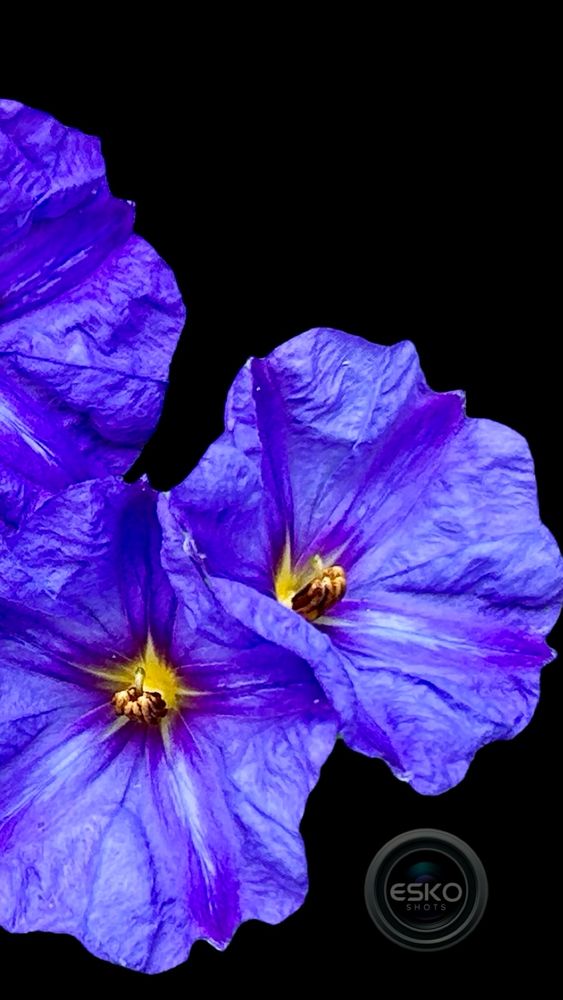 Four vibrant purple flowers with deep violet petals and bright yellow centers are arranged against a solid black background. The petals have a delicate, crinkled texture that catches the light, creating subtle gradients of blue and indigo. The composition highlights the contrast between the luminous blooms and the dark void, giving the image a dramatic, almost cosmic feel. A small circular watermark labeled “ESKO” appears in the lower right corner.
