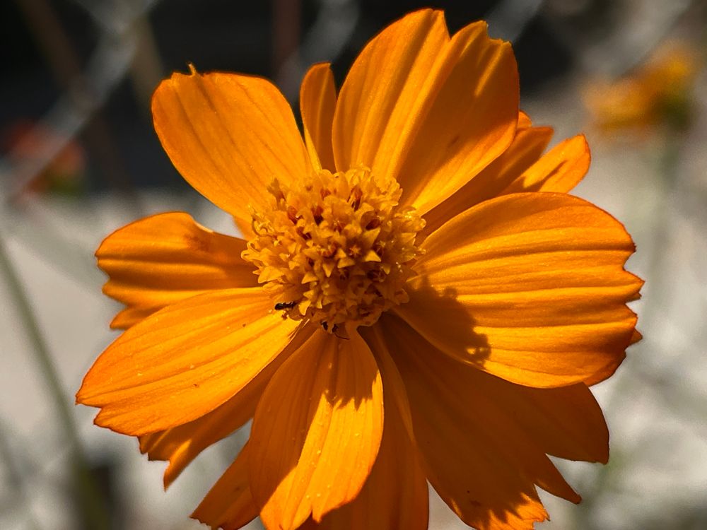 Close-up of a vibrant orange Cosmos sulphureus with delicately layered petals and a textured central disk, captured in bright sunlight against a softly blurred background of white and gray tones